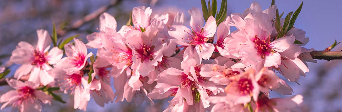 Almond blossom route encourages territorial cohesion and sustainability
